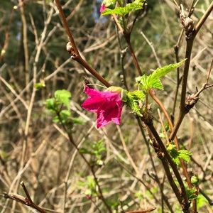 Meet your Posher, Marjorie